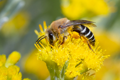 Colletes dimidiatus