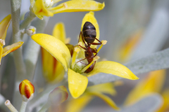 Camponotus feae