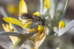 Lasioglossum viride