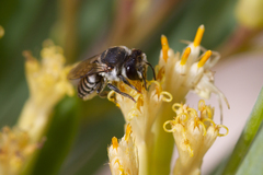 Megachile canariensis