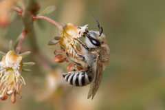 Colletes moricei
