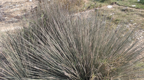 spiny rush