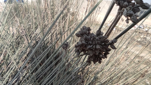 Juncus acutus image