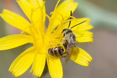 Halictus concinnus