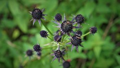 Eryngium serratum