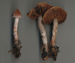 Cortinarius comptulus