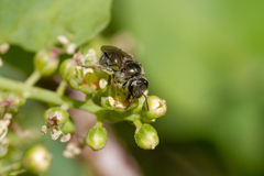 Lasioglossum viride
