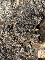 Punctularia strigosozonata
