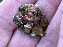 Punctularia strigosozonata