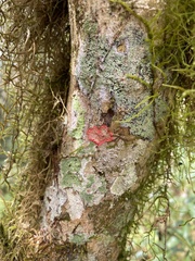 Herpothallon