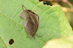 Mahathala ameria