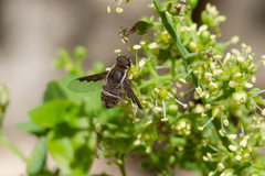 Exhyalanthrax simonae