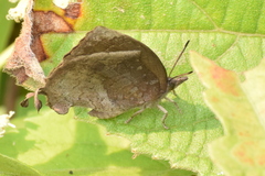 Mahathala ameria