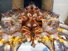 Paralithodes camtschaticus