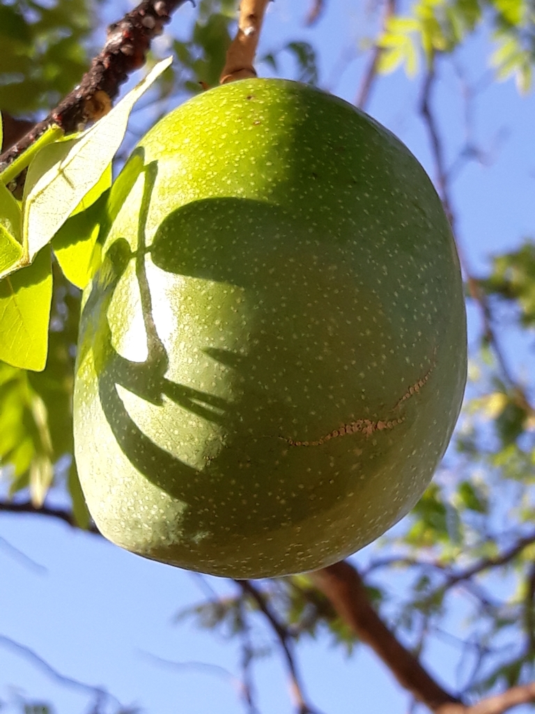 Swartzieae