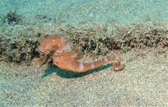 Hippocampus hippocampus