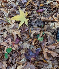 Thamnophis saurita saurita