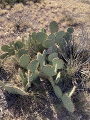Opuntia orbiculata