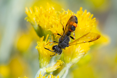 Cerceris concinna
