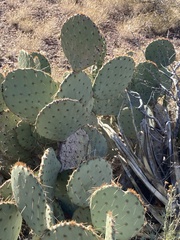 Opuntia orbiculata