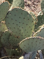 Opuntia orbiculata