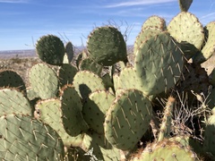 Opuntia orbiculata