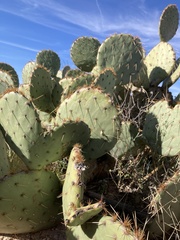 Opuntia orbiculata