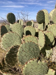 Opuntia orbiculata
