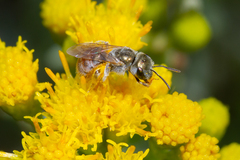 Halictus concinnus