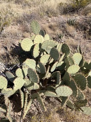 Opuntia orbiculata