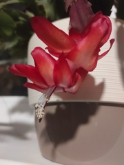 Schlumbergera buckleyi