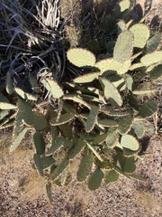 Opuntia orbiculata