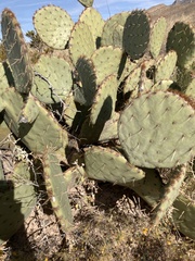 Opuntia orbiculata