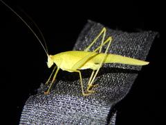 Phaneroptera