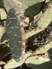 Opuntia orbiculata