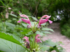 Lamium orvala