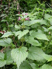 Lamium orvala