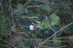 Myosotis arvensis