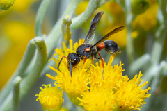 Leptochilus cruentatus