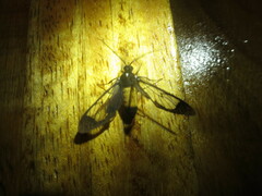 Gymnelia