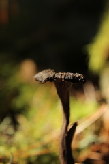 Craterellus cinereus