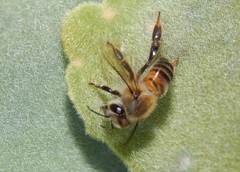 Apis mellifera scutellata