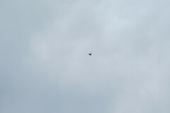 Accipiter