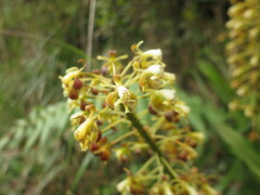 Epidendrum cylindraceum