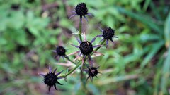 Eryngium serratum