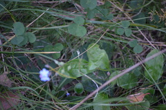 Myosotis arvensis