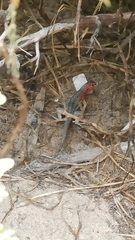 Microlophus albemarlensis