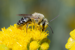 Colletes dimidiatus