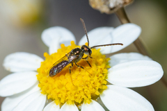 Lasioglossum loetum