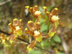 Cyrtochilum